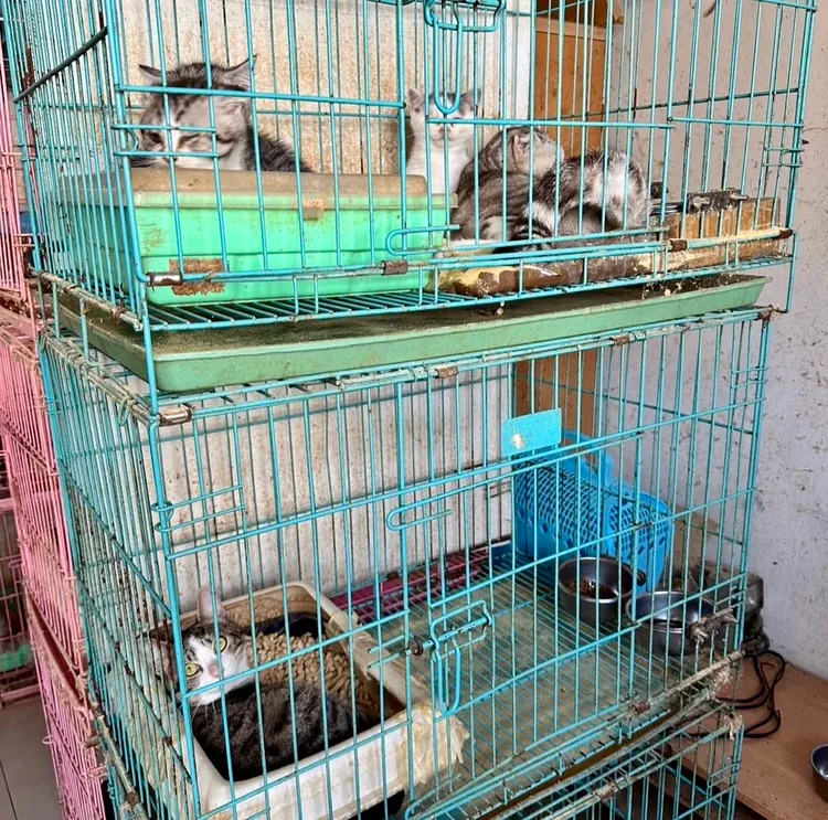 謝男家中還有許多幼貓。警方提供