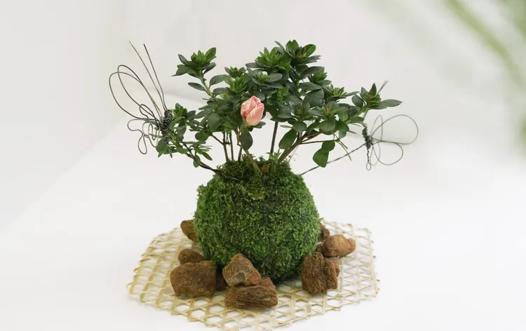 植感生活教室「花漾綠苔球」課程示意圖。北市工務局提供