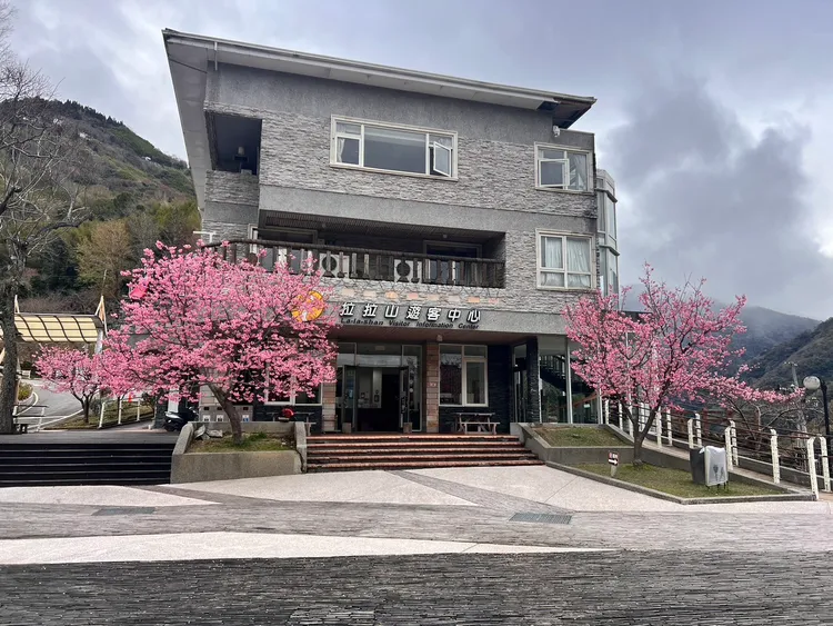 拉拉山遊客中心櫻花盛開。觀旅局提供