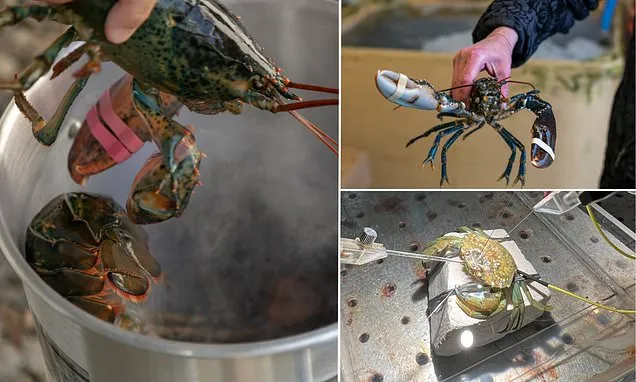 科學家呼籲立即禁止活煮龍蝦，因為甲殼類動物會感受到疼痛。翻攝自Ｘ
