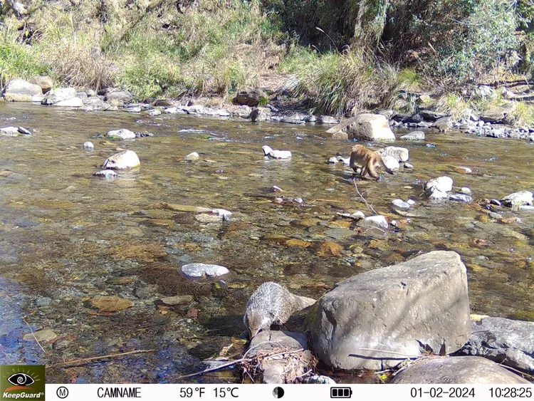 食蟹獴和獼猴都在溪中覓食。雪管處提供