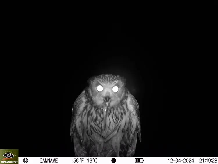 黃魚鴞捕魚後帶到棲架上進食。雪管處提供