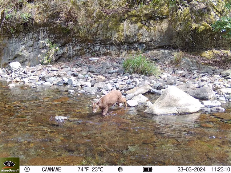 七家灣溪生態資源豐富，監控發現臺灣野山羊準備渡溪。民眾提供