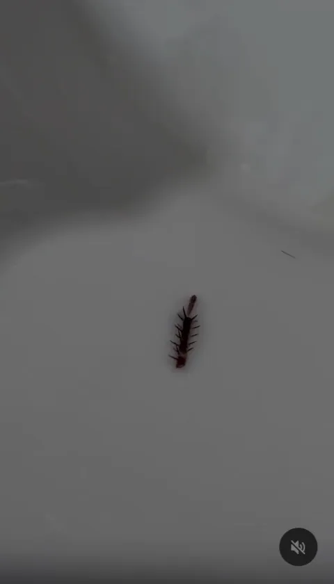 網友吃到蟑螂腳。經網友wzh0404授權使用