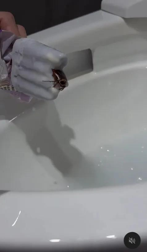 冰棒融化後出現完整蟑螂。經網友wzh0404授權使用