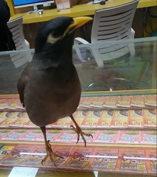 帶來幸運的野生八哥鳥全身照。台灣彩券提供