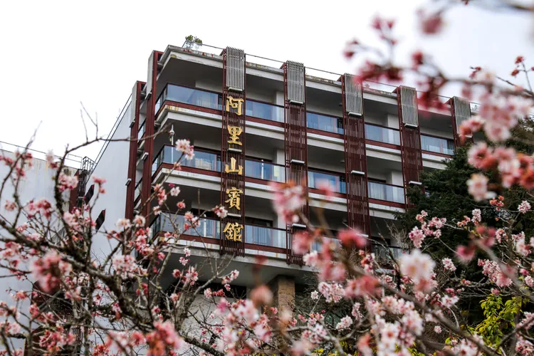 阿里山賓館前櫻花綻放。業者提供