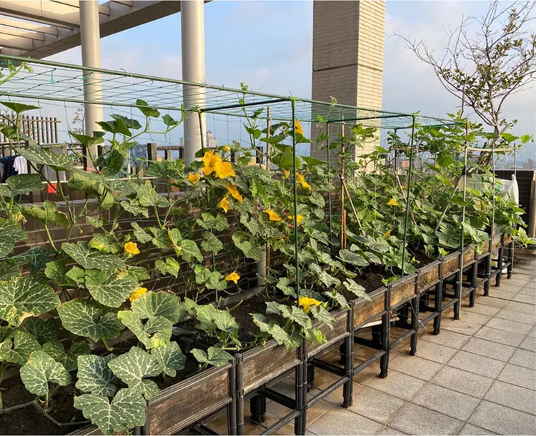 社區屋頂開放種菜，不僅隔熱降溫還是住戶聯繫情感好所在。環保局提供