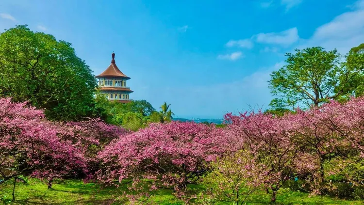 新北淡水的無極天元宮，是北台灣賞櫻名所，吉野櫻綻放整片山頭，每年都吸引國內外遊客朝聖。業者提供