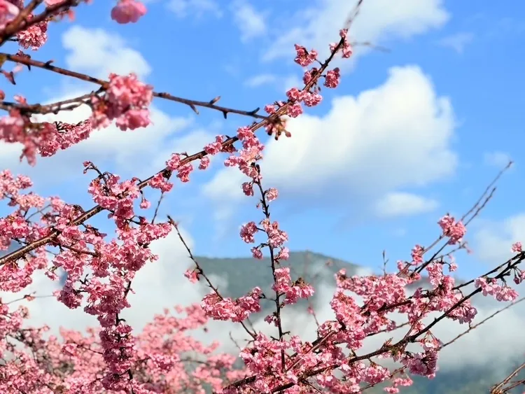 福容徠旅水里指定日雙人入住2,299元起，還能到鄰近的南投草坪頭賞櫻花。業者提供