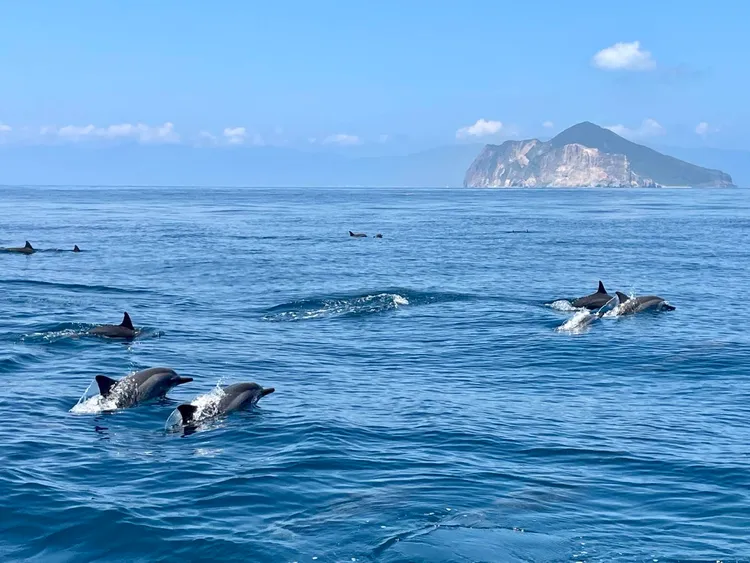 每年4月至10月是龜山島周邊最佳賞鯨豚季節。觀光署提供