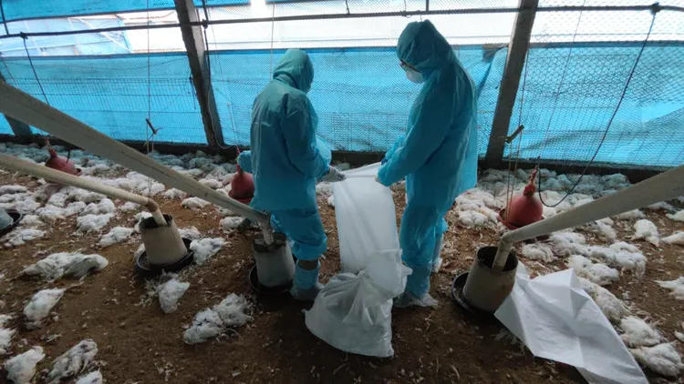 截至目前2月初，彰化今年已有3場蛋雞場爆發禽流感疫情，共撲殺8.8萬隻雞。縣府提供