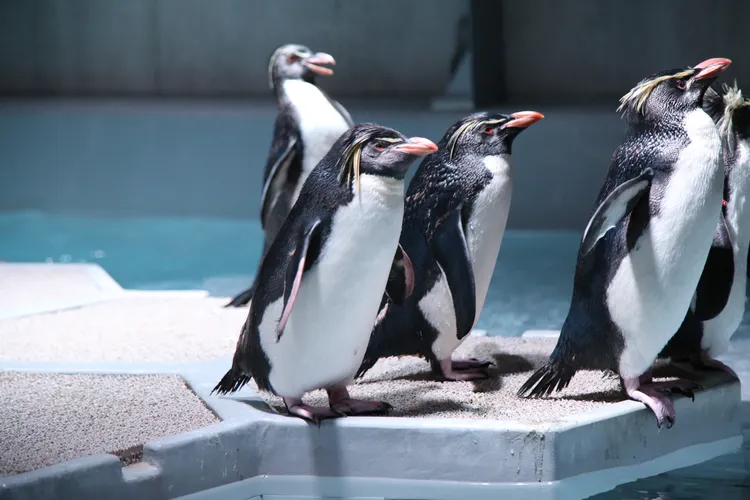 AOAO SAPPORO水族館內的企鵝。市府提供