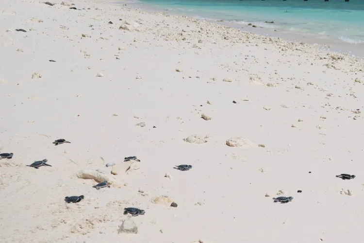 南沙太平島2024年6至9月記錄到141隻綠蠵龜母龜上岸產卵，卵窩數創新紀錄。海保署提供