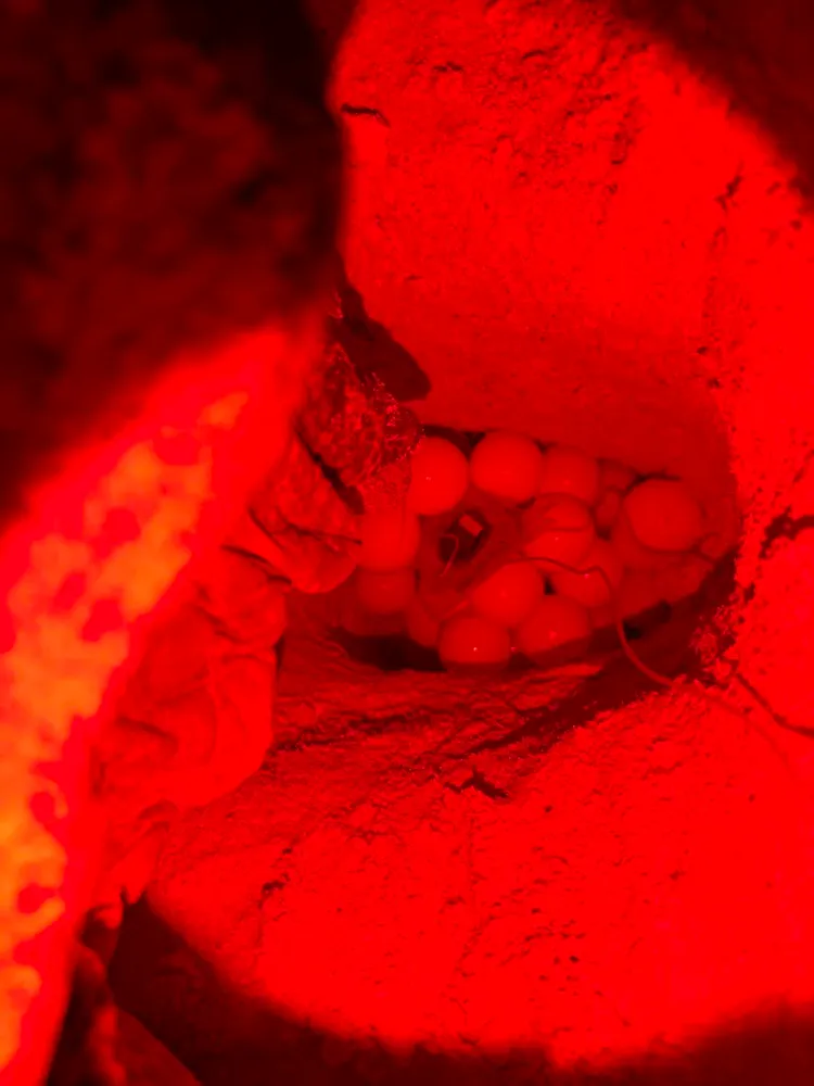 南沙太平島2024年6至9月記錄到141隻綠蠵龜母龜上岸產卵，卵窩數創新紀錄。海保署提供