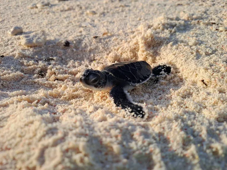 南沙太平島2024年6至9月記錄到141隻綠蠵龜母龜上岸產卵，卵窩數創新紀錄。海保署提供