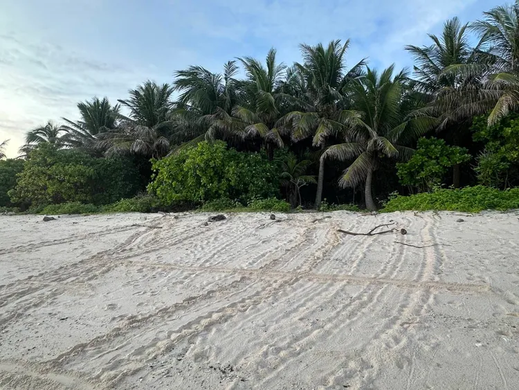 南沙太平島2024年6至9月記錄到141隻綠蠵龜母龜上岸產卵，卵窩數創新紀錄。海保署提供