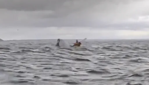 海上划船突被鯨魚「張口吞下」 他認命卻奇蹟生還!專家曝原因