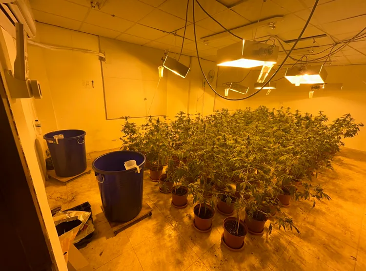 嫌犯憑藉自身水電背景竊電，用以維持大麻所需長時間特殊光照。翻攝畫面