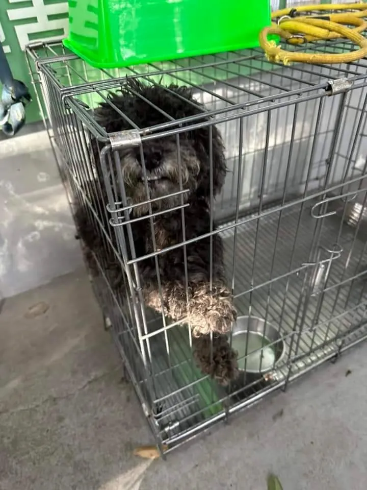 黑貴賓個性活潑又親人，康復後照片一上網，立刻就被民眾認養。動保處提供