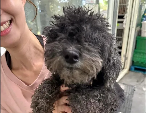 乳腺瘤黑貴賓犬遭遺棄性命垂危 送入新北動物之家手術重生找到幸福之門