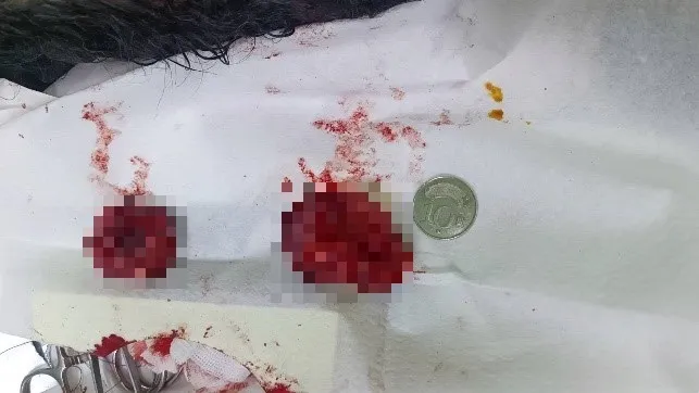 黑貴賓手術後摘下兩顆十元硬幣大小腫瘤。動保處提供