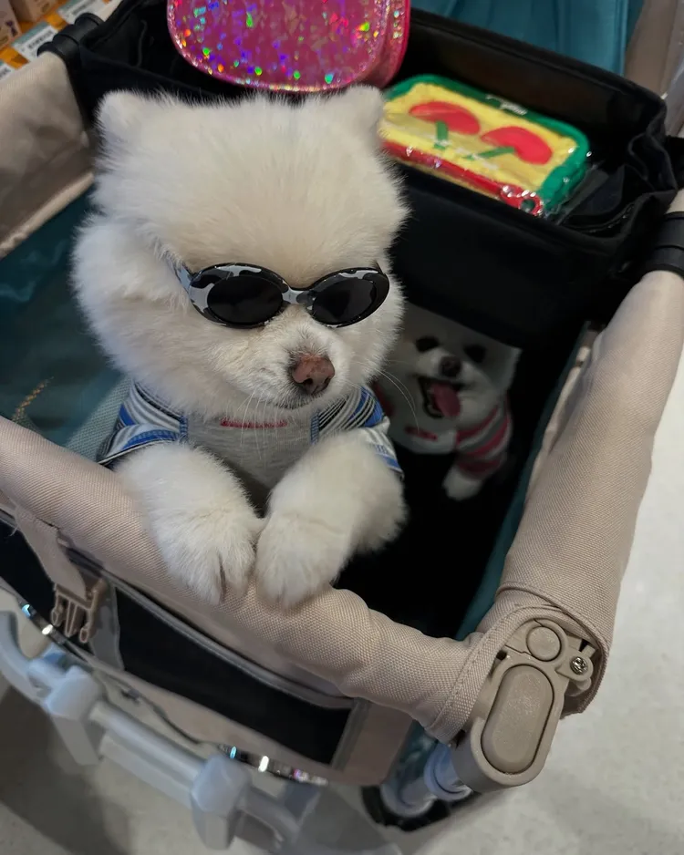 「鵝」戴墨鏡本來很酷。翻攝王思佳Threads