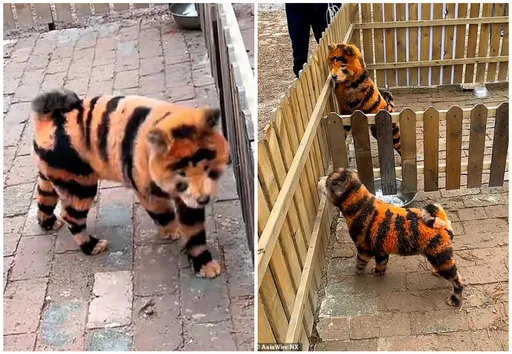 指狗為虎!這間動物園慣犯直接把「變裝狗」當噱頭攬客