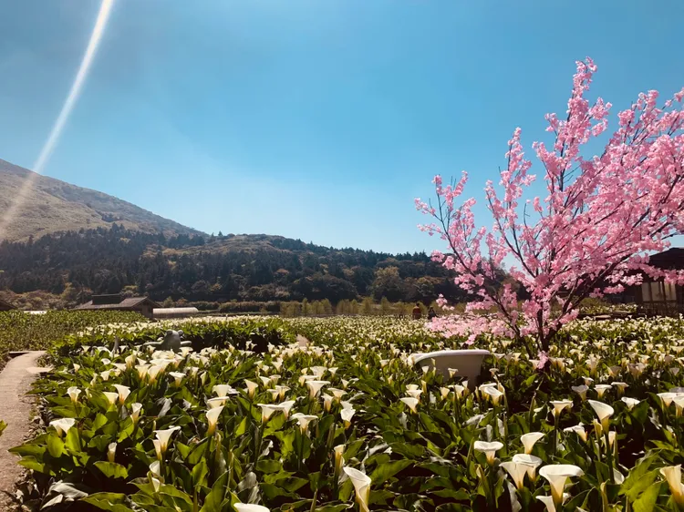 北投晶泉丰旅結合陽明山竹子湖海芋季，提供價值逾千元的雙人花卉農場體驗及交通暢遊券。晶泉丰旅提供