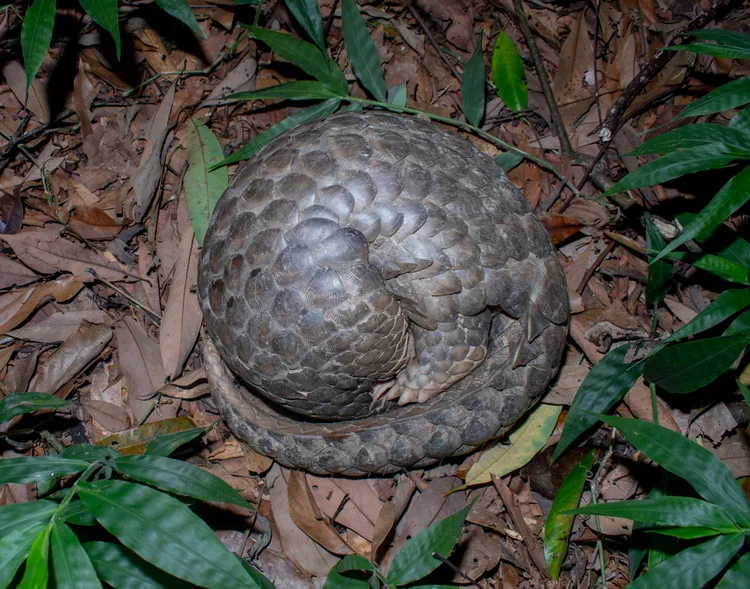 穿山甲禦敵時會縮成球一樣滾走。劉人豪攝影 農業局提供