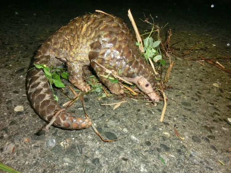 夜照鯪鯉，一身金甲顯富貴。屏科大孫敬閔助理教授攝影農業局提供