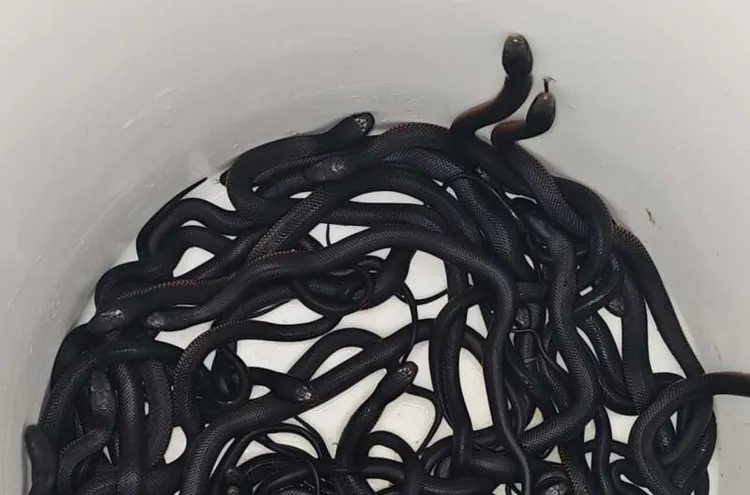 紅腹黑蛇被抓到後繼續生產。PHY ORG