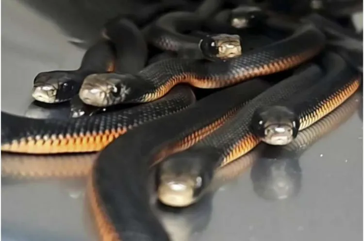 紅腹黑蛇。PHY ORG