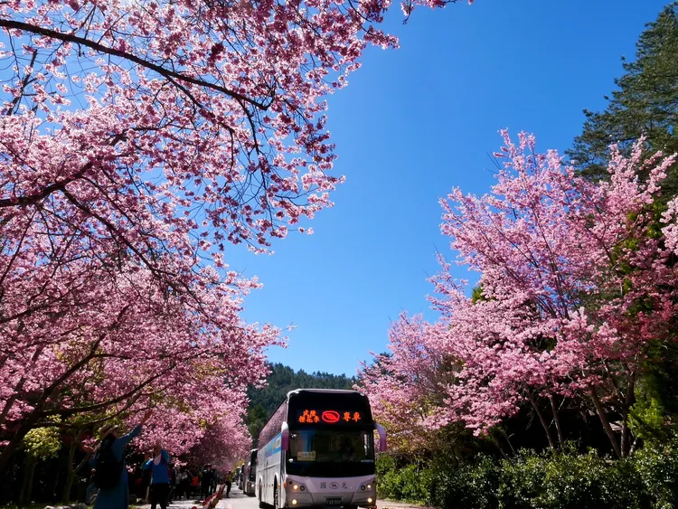 國光客運「賞櫻專車」。武陵農場提供