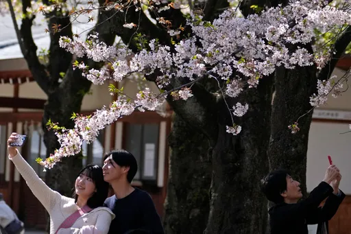 日本櫻花季要來了!這2地可先睹為快 開花時間曝光