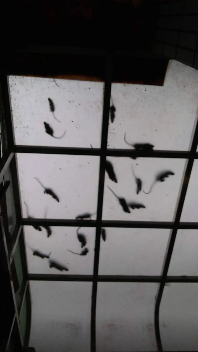 「米奇妙妙屋」曾是老鼠窩。民眾提供 資照