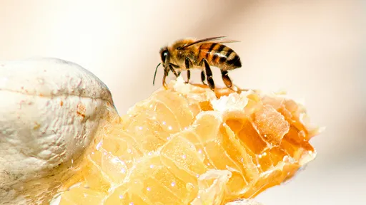 餵52天嬰兒喝水「加蜂蜜」　阿嬤太疼孫反害他命危送醫