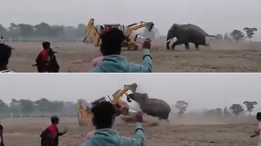 影片|真實版《環太平洋》堆土機vs.野生象 人類贏了被譙爆