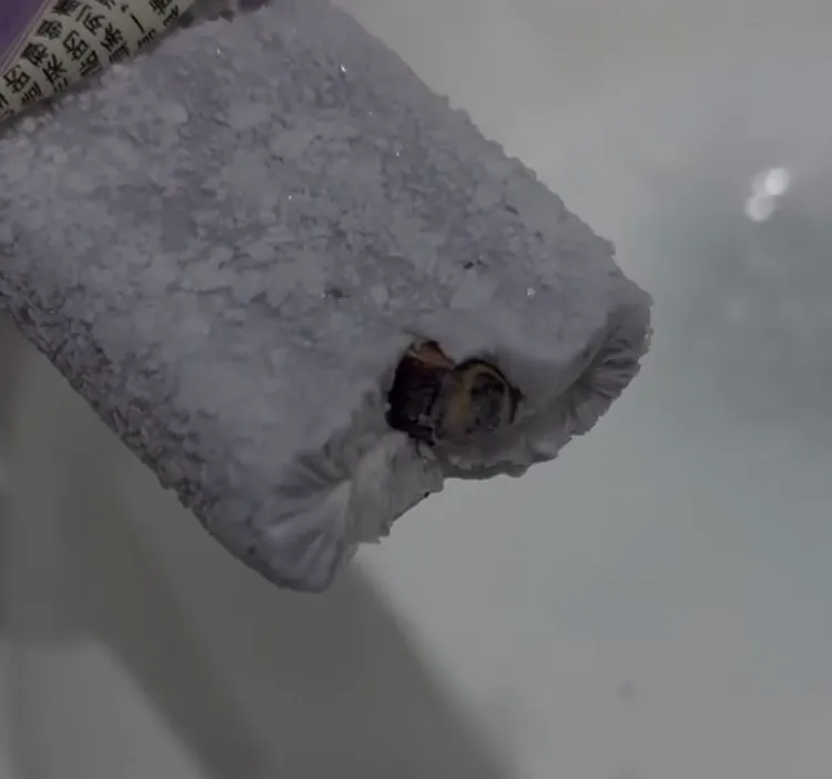 基隆連珍聯名冰棒驚見整隻蟑螂，業者緊急下架商品。翻攝爆料公社