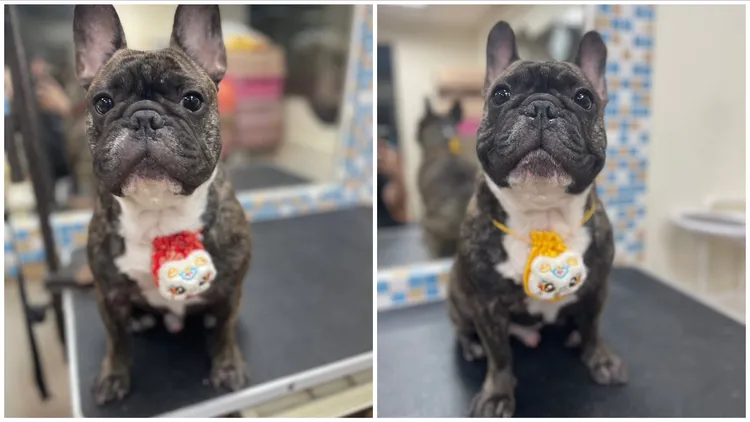 蔡依珊常在IG分享愛犬「憨憨」的萌照。翻攝蔡依珊IG