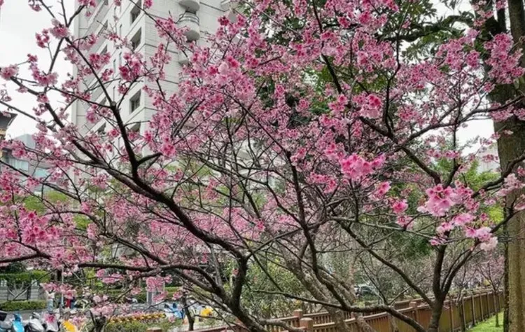 信義區象山公園的櫻花花況。花卉試驗中心提供