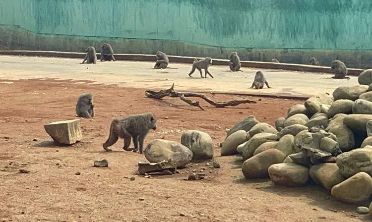 六福村狒狒。資料照片
