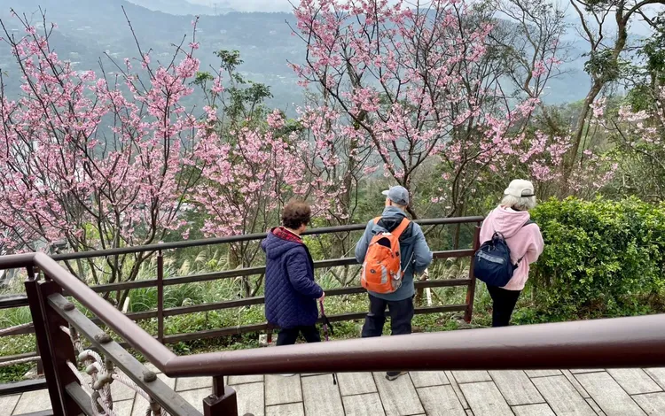 整排櫻花佇立在祈福山徑兩旁。北市工務局提供
