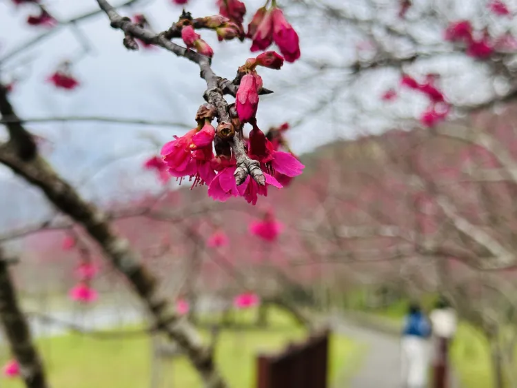 宜蘭最美櫻花林道的燈篙林道，滿山滿谷的櫻花染成夢幻粉紅色。捷絲旅提供。