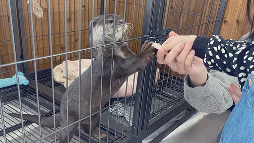 另類動物園「禁止男生單獨入園」 女園長揭爭議禁令背後的無奈