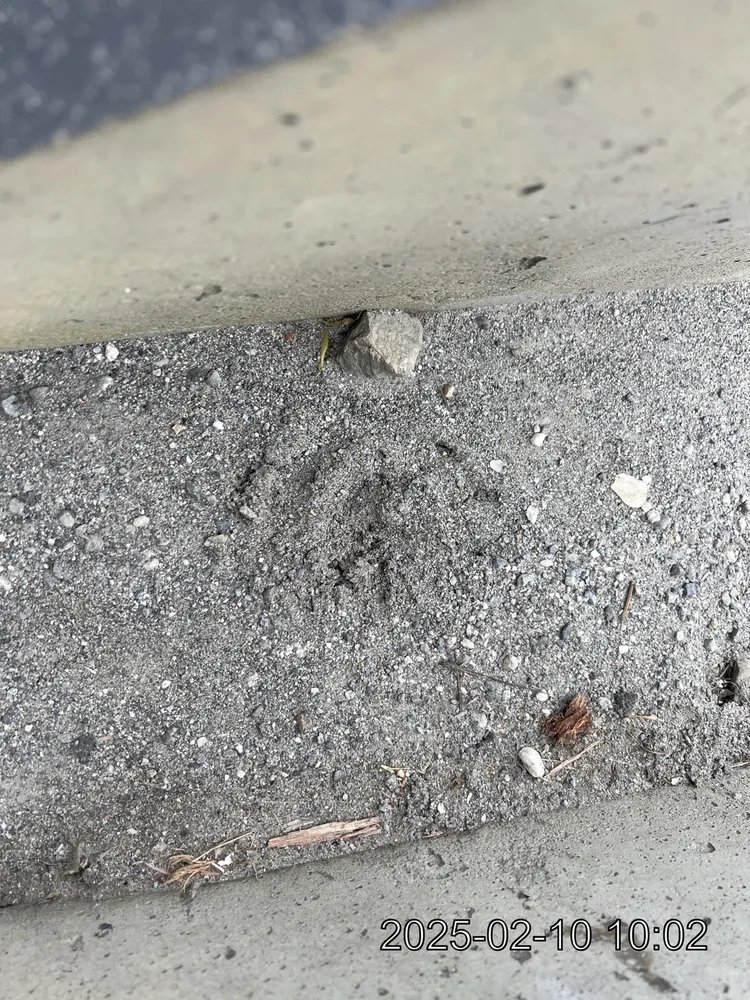 現場留下黑熊腳印。林保署花蓮分署提供