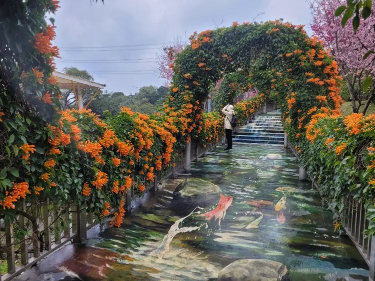 炮仗花開形成美麗的橙紅花廊，非常喜氣壯觀。景觀處提供