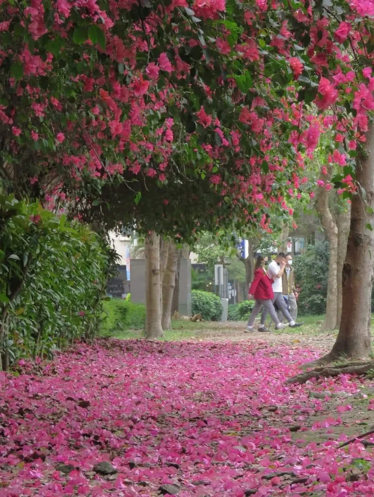 網友分享四號公園昔日九重葛落地美景，猶如披上一桃紅色花毯，美不勝收。 翻攝自「我是永和人」。