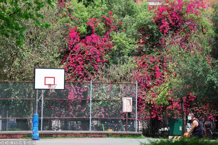 有網友為此貼出昔日九重葛盛開的景象，桃紅色的花朵在綠意的襯托下顯得繽紛多姿。 翻攝自「我是永和人」。