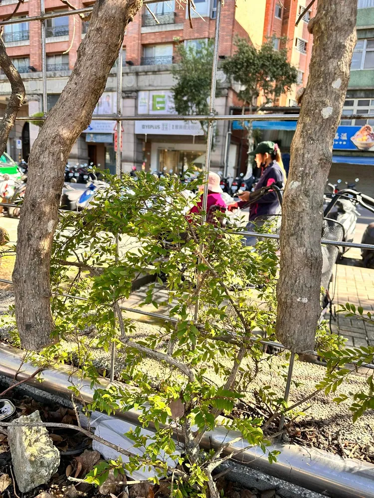 近來有網友發現四號公園籃球場旁、靠近安樂路一帶、原本盛開的九重葛，竟成枯枝滿地，懷疑九重葛應是從根部被整排攔腰鋸斷。翻攝自「我是永和人」